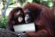 iPad Games That Orangutans Play 